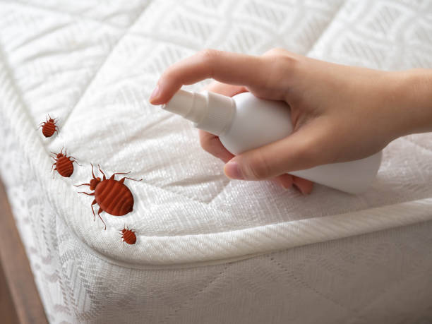 Insect Control in Valencia, NM