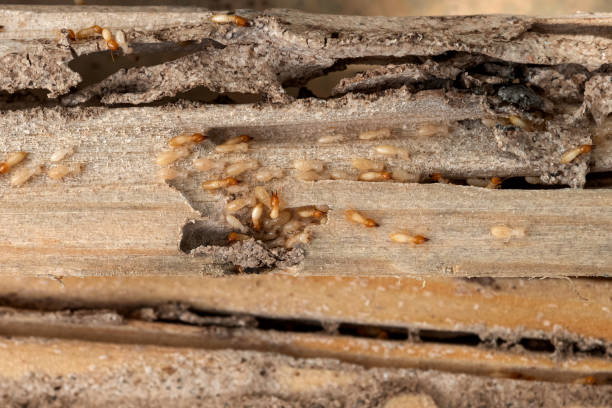 Trusted Valencia, NM Pest Control Experts